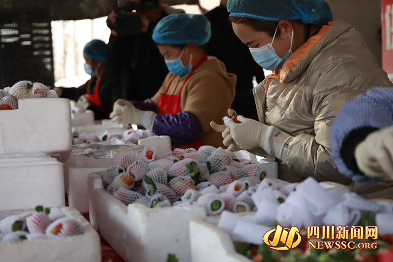 德昌縣同利果蔬專業(yè)種植合作社里，一顆顆色澤艷麗、著色均勻的草莓被工人們有序地裝進(jìn)箱子里JPG_副本.jpg