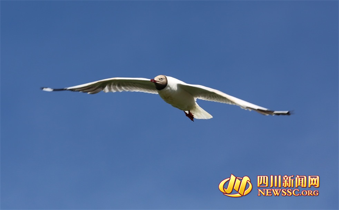 沙洲點(diǎn)點(diǎn)，水鳥翔集，探秘黃河九曲第一灣若爾蓋生態(tài)之變的“金鑰匙” (10).png